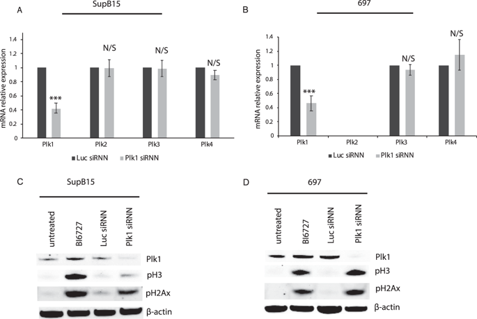 Targeting Plk1 With SiRNNs In Primary Cells From Pediatric B-cell Acute ...