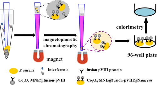 Colorimetric Assay Of Bacterial Pathogens Based On Co3o4 Magnetic