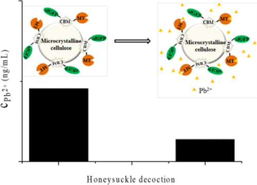 Novel Fusion Protein Consisting Of Metallothionein, Cellulose Binding ...