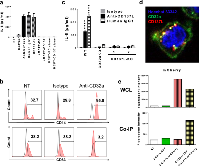 Cd137配体与cd32a相互作用以触发反向cd137配体信号传导 Cellular Molecular Immunology X Mol