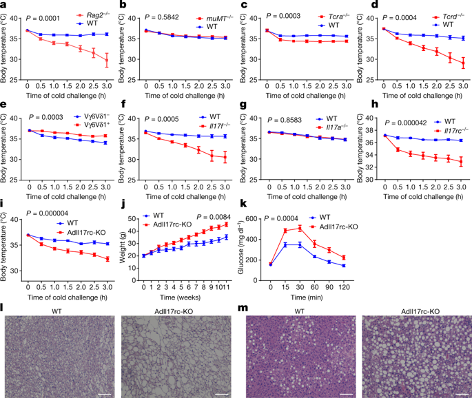 γδ T Cells And Adipocyte Il 17rc Control Fat Innervation And