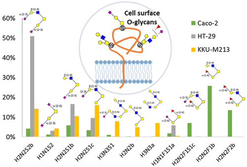 Deep Structural Analysis And Quantitation Of O-Linked Glycans On Cell ...