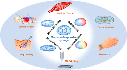 Recent Advances In Mechano-Responsive Hydrogels For Biomedical ...