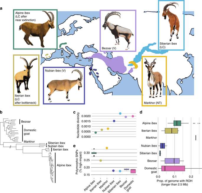 Purging Of Highly Deleterious Mutations Through Severe Bottlenecks In Alpine Ibex Nature Communications X Mol