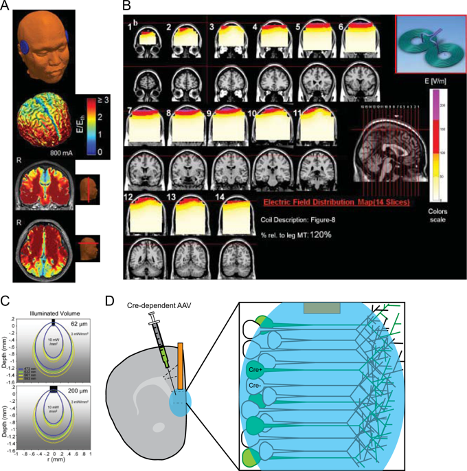 Prefrontal Cortex Circuits In Depression And Anxiety Contribution Of