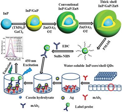 ent Cadmium‐Free InP\/GaP\/ZnS Core\/Shell Q