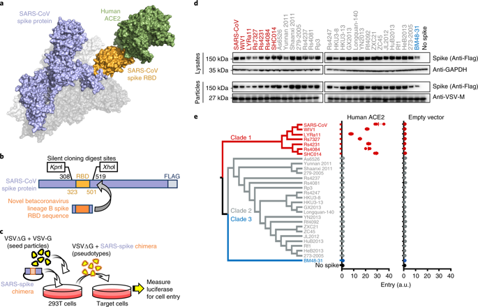 Functional Assessment Of Cell Entry And Receptor Usage For SARS-CoV-2 ...