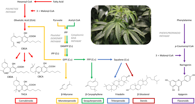 Secondary Metabolites Profiled In Cannabis Inflorescences, Leaves, Stem ...