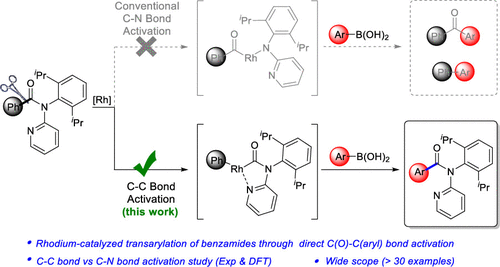 Rhodium Catalyzed Transarylation Of Benzamides C C Bond Vs C N Bond Activation Acs Catalysis X Mol