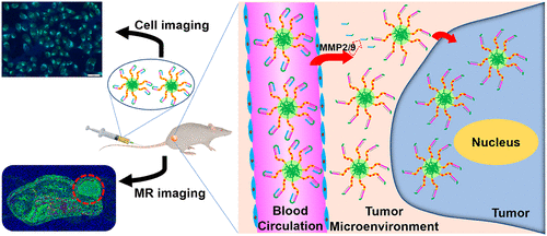 Activatable Cell-Penetrating Peptide Conjugated Polymeric Nanoparticles ...