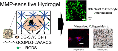 Idg Sw3骨细胞分化和骨细胞外基质沉积在3d基质金属蛋白酶敏感水凝胶中得到增强 Acs Applied Energy Materials X Mol