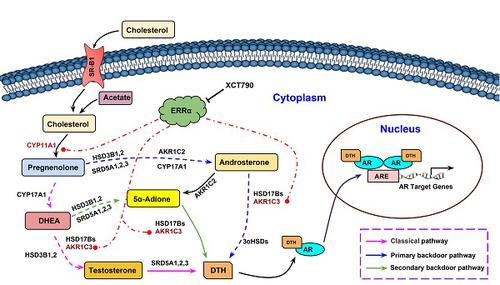 Nuclear Receptor Erra Contributes To Castration Resistant Growth Of Prostate Cancer Via Its Regulation Of Intratumoral Androgen Biosynthesis Theranostics X Mol