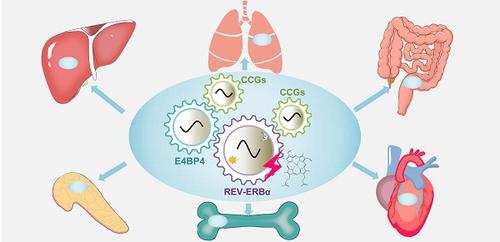 Targeting Rev Erba For Therapeutic Purposes Promises And Challenges Theranostics X Mol