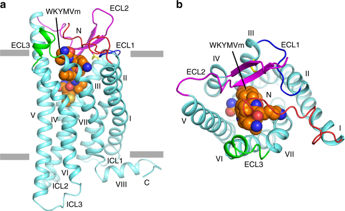 Structural Basis Of Ligand Binding Modes At The Human Formyl Peptide ...