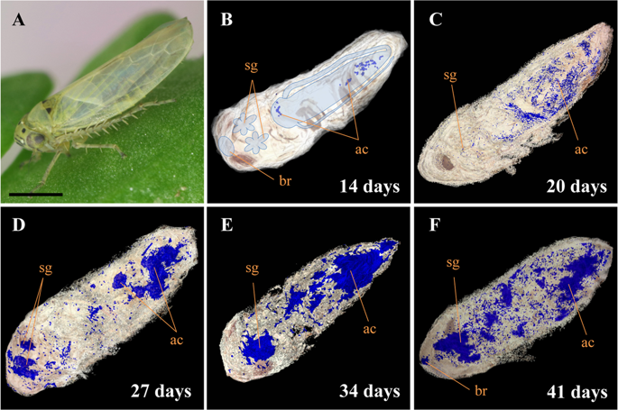 昆虫载体中植原体的时空动态和定量分析 Scientific Reports X Mol