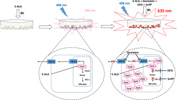 Corrigendum To "Protoporphyrin IX Tracer Fluorescence Modulation For ...