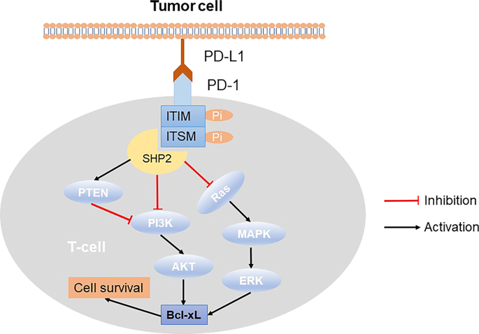 Pd 1 Pd L1 Pathway