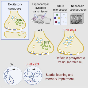 Neuronal Bin1 Regulates Presynaptic Neurotransmitter Release And Memory Consolidation Cell Rep X Mol