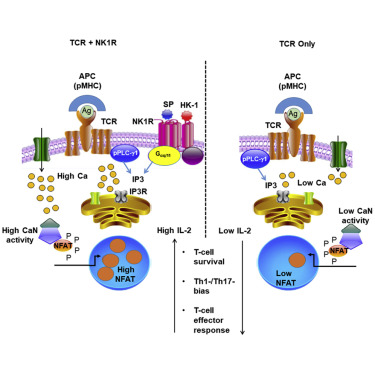 Neurokinin 1 Receptor Signaling Is Required For Efficient Ca2 Flux In T Cell Receptor Activated T Cells Cell Reports X Mol