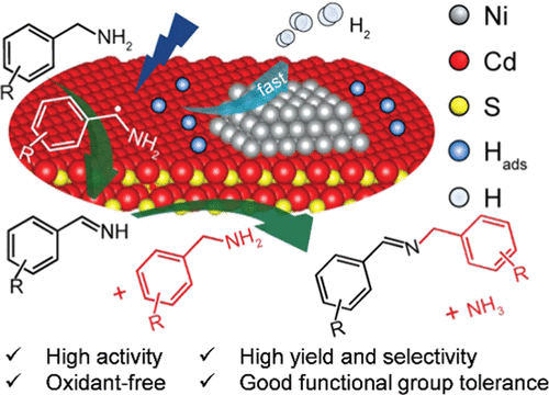 Photoimmobilized Ni Clusters Boost Photodehydrogenative Coupling Of Amines To Imines Via Enhanced Hydrogen Evolution Kinetics Acs Catalysis X Mol