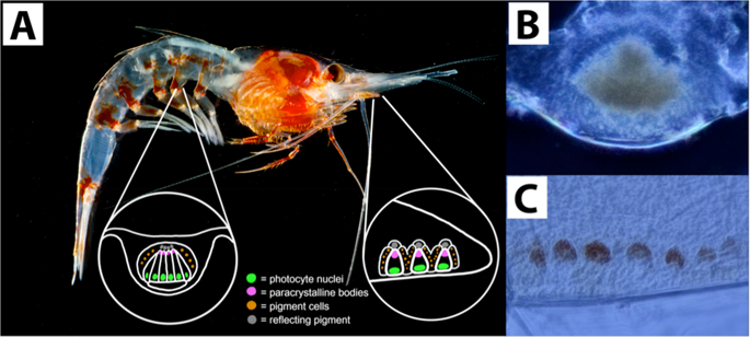 深海虾的光器官光敏性可能表明在反照明中具有新的作用。,Scientific 