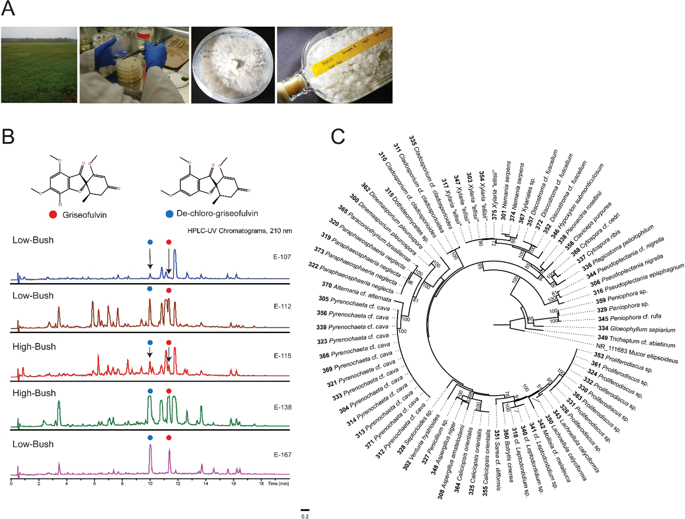 Metabolomic Guided Discovery Of Cyclic Nonribosomal Peptides From Xylaria Ellisii Sp Nov A Leaf And Stem Endophyte Of Vaccinium Angustifolium Scientific Reports X Mol