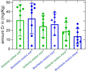 Assessment Of Chromium Phytotoxicity Phytoremediation And Tolerance Potential Of Sesbania Sesban And Brachiaria Mutica Grown On Chromite Mine Overburden Dumps And Garden Soil Chemosphere X Mol