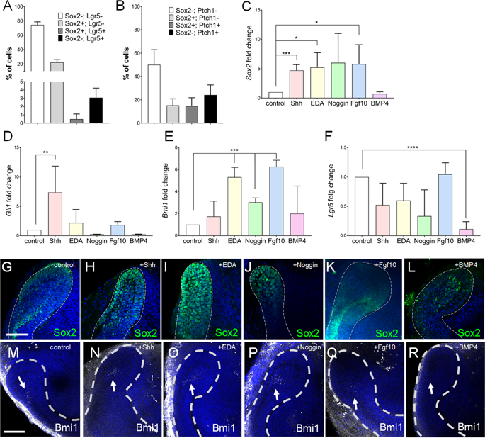 Novel Strategies For Expansion Of Tooth Epithelial Stem Cells And Ameloblast Generation Scientific Reports X Mol