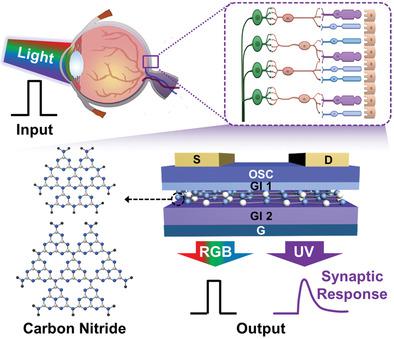 Retina-Inspired Carbon Nitride-Based Photonic Synapses For Selective ...