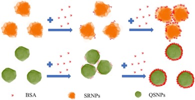 Nanoscale Surface Curvature Modulates Nanoparticle-protein Interactions ...