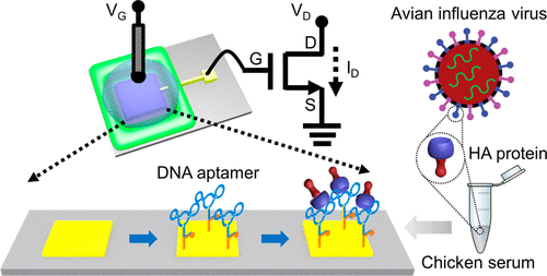 Aptamer-Based Field-Effect Transistor For Detection Of Avian Influenza ...