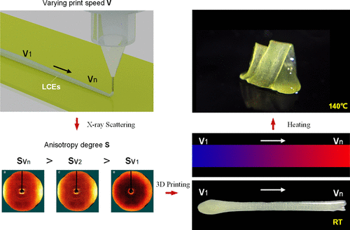 Programming Shape-Morphing Behavior Of Liquid Crystal Elastomers Via ...