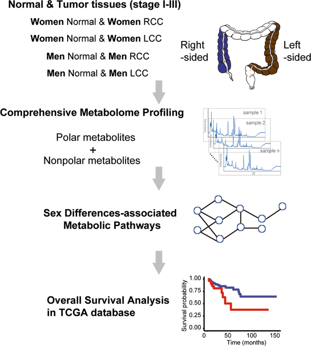 Sex Differences In Colon Cancer Metabolism Reveal A Novel Subphenotypescientific Reports X Mol 1859