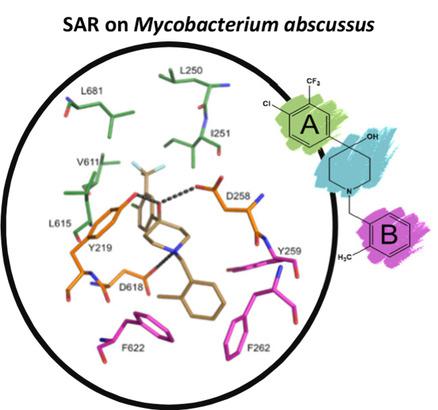 基于结构的设计和合成含哌啶子醇的分子作为新的脓肿分枝杆菌抑制剂 Chemistryopen X Mol