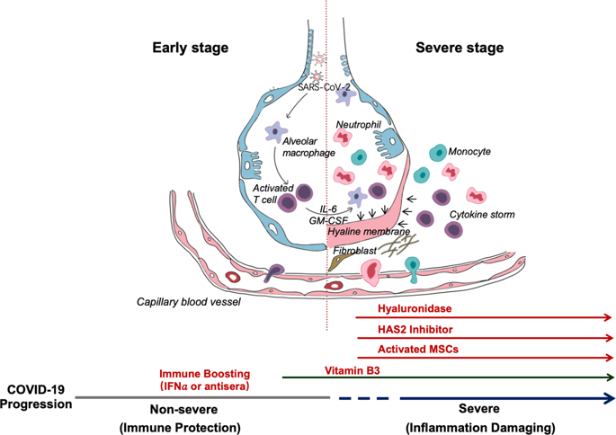 COVID-19 Infection: The Perspectives On Immune Responses.,Cell Death ...