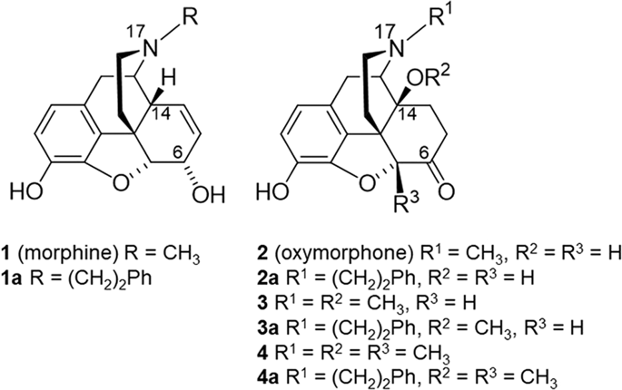 N Phenethyl Substitution In 14 Methoxy N Methylmorphinan 6 Ones Turns Selective µ Opioid Receptor Ligands Into Dual µ D Opioid Receptor Agonists Scientific Reports X Mol