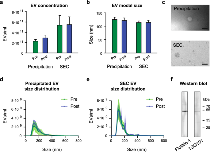 Blood Flow Restricted Resistance Exercise Alters The Surface Profile Mirna Cargo And Functional Impact Of Circulating Extracellular Vesicles Scientific Reports X Mol