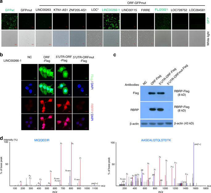 An Oncopeptide Regulates M6a Recognition By The M6a Reader Igf2bp1 And Tumorigenesis Nature