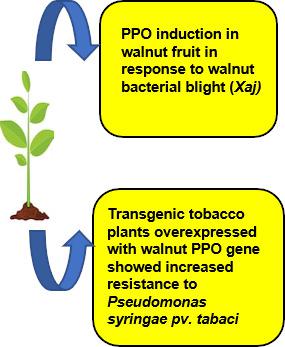 转基因烟草植株中核桃多酚氧化酶基因 Jrppo1 的功能分析及ppo对核桃白粉病的响应 Plant Pathology X Mol