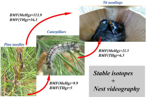 Terrestrial Methylmercury Bioaccumulation In A Pine Forest Food Chain Revealed By Live Nest Videography Observations And Nitrogen Isotopes Environmental Pollution X Mol