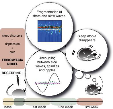 在纤维肌痛的动物模型中 海马振荡动力学和睡眠性无力改变 对寻找生物标志物的意义 The Journal Of Comparative Neurology X Mol