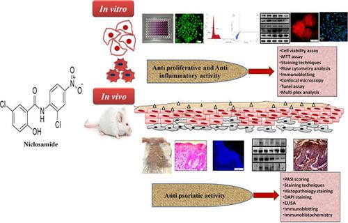 Repurposing An Old Drug For New Use Niclosamide In Psoriasis Like Skin Inflammation Journal Of Cellular Physiology X Mol