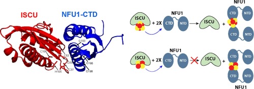 Iscu Interacts With Nfu1 And Iscu 4fe 4s Transfers Its Fe S Cluster To Nfu1 Leading To The Production Of Holo Nfu1 Journal Of Structural Biology X Mol