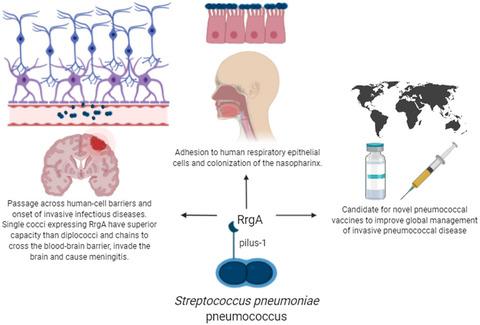 The Impact Of The Ancillary Pilus 1 Protein Rrga Of Streptococcus Pneumoniae On Colonization And Disease Molecular Microbiology X Mol