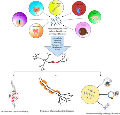 Adult Tissue-derived Neural Crest-like Stem Cells: Sources, Regulatory ...