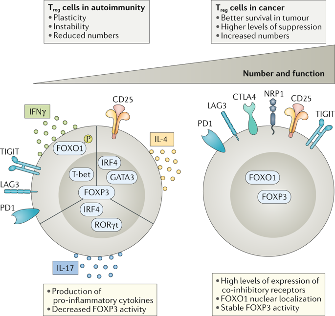 Modulation Of Regulatory T Cell Function And Stability By Co-inhibitory ...