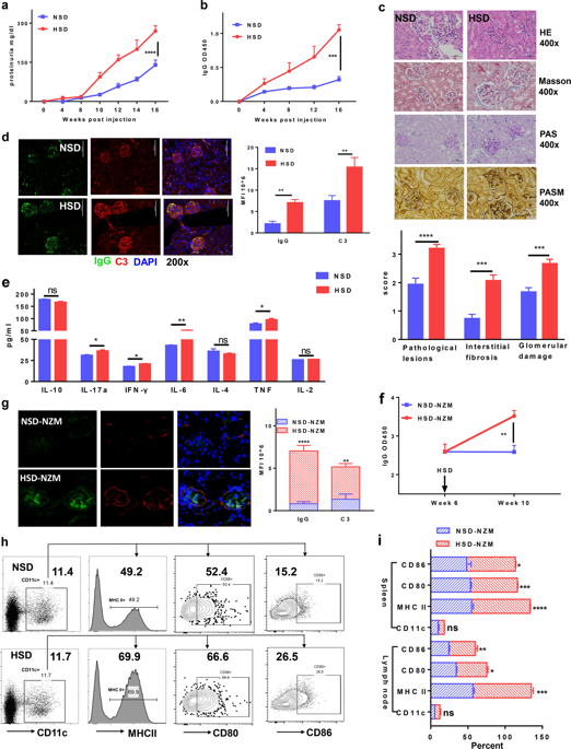 High Salt Diet Accelerates The Progression Of Murine Lupus Through Dendritic Cells Via The P38 Mapk And Stat1 Signaling Pathways Signal Transduction And Targeted Therapy X Mol