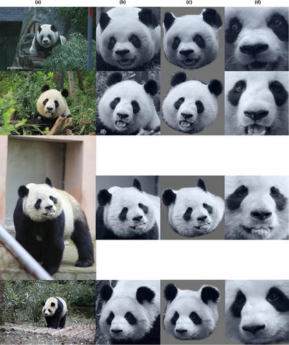 A Study On Giant Panda Recognition Based On Images Of A Large Proportion Of Captive Pandas Ecology And Evolution X Mol