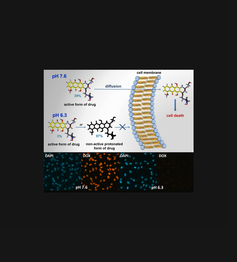 Impact of Medium pH on DOX Toxicity toward HeLa and A498 Cell Lines