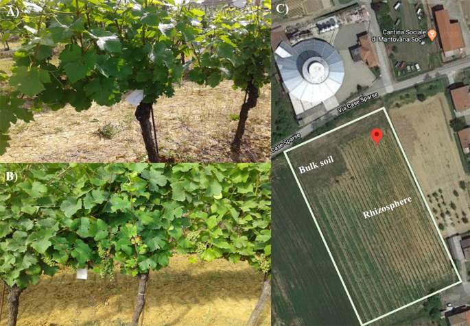 Discovering the bacteriome of Vitis vinifera cv photo